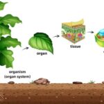fungsi plastida dalam proses fotosintesis