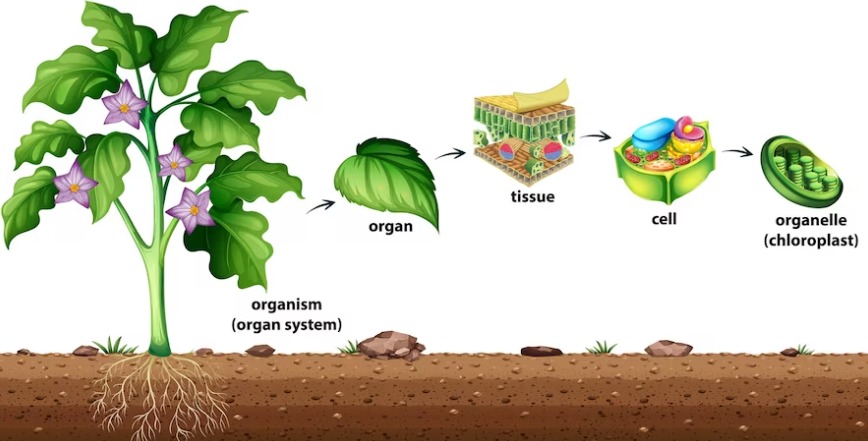 fungsi plastida dalam proses fotosintesis