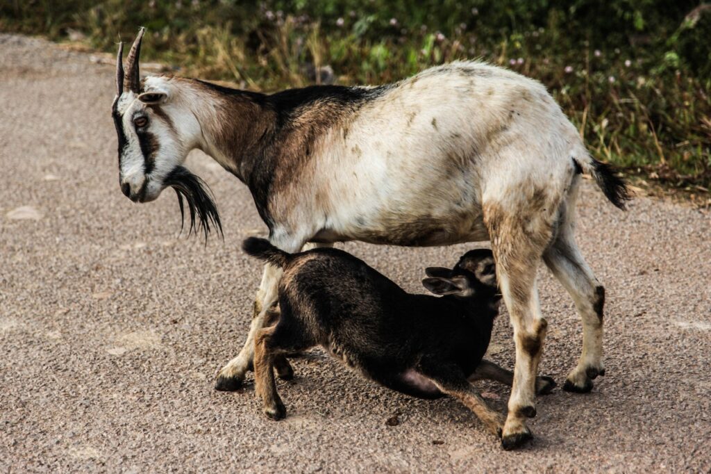 Siklus Daur Hidup Kambing
