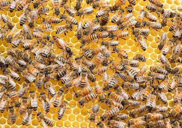 Mengenal Daur Hidup Lebah beserta Cara Hidupnya