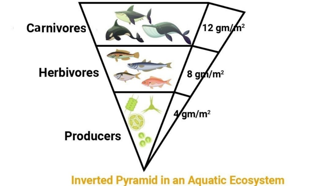 piramida aquatic ecosistem