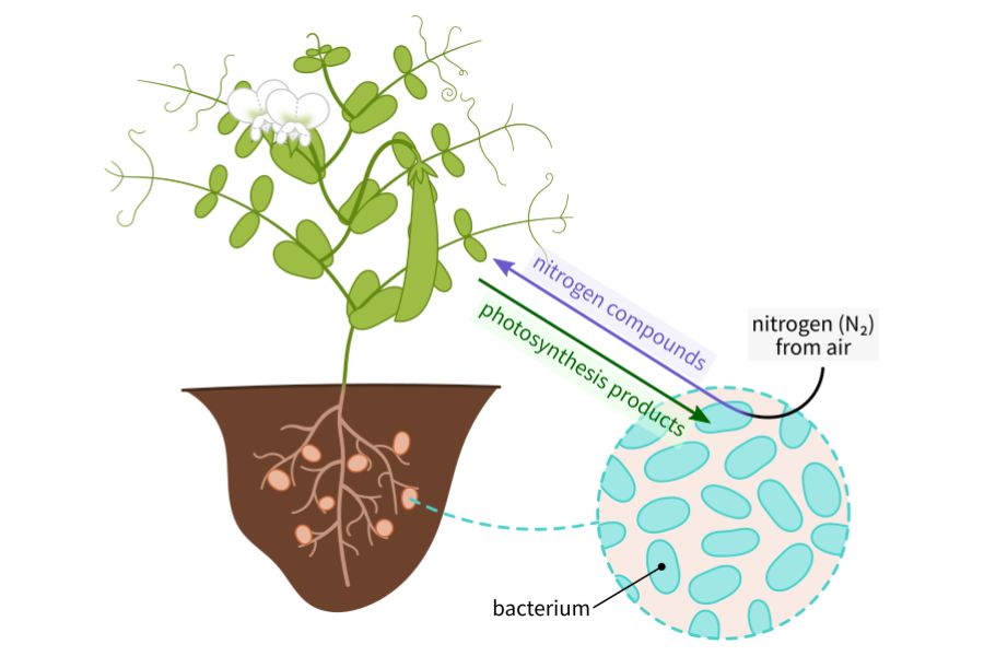 Fiksasi Nitrogen