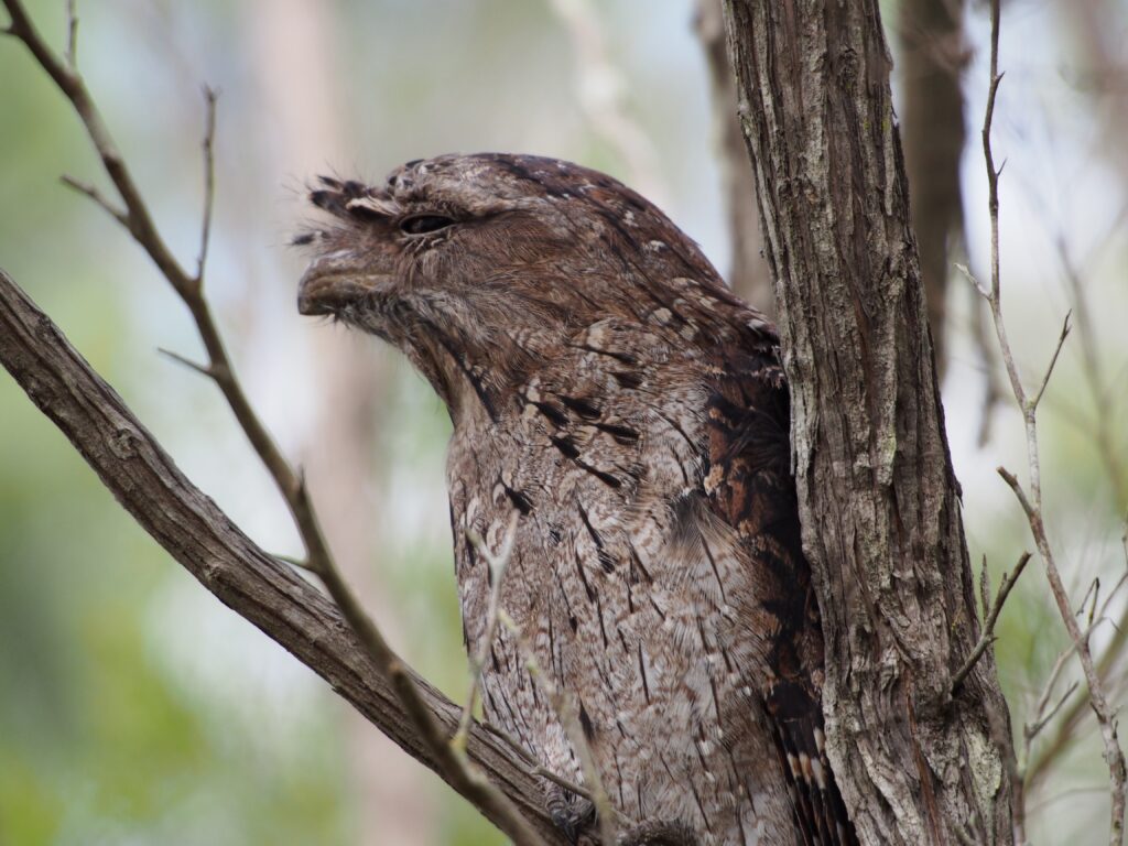 Burung Paruh Kodok (Frogmouth)