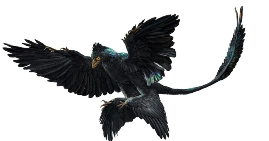 12. Microraptor