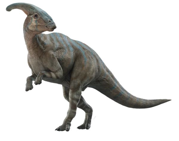 14. Parasaurolophus