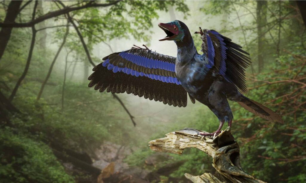 15. Archaeopteryx