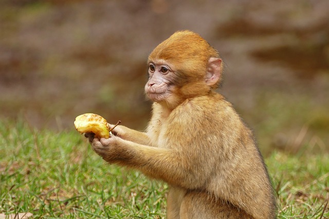 Pemakan Buah-Buahan