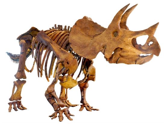 2. Triceratops