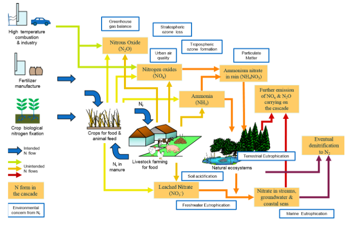 Siklus Nitrogen dalam Ekosistem Darat