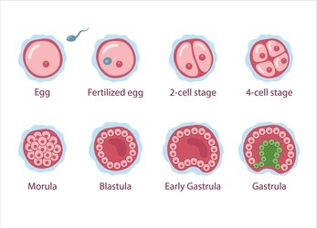 4 Tahapan Perkembangan Embrio