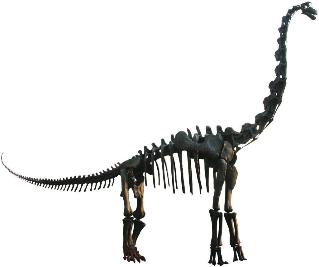 4. Brachiosaurus