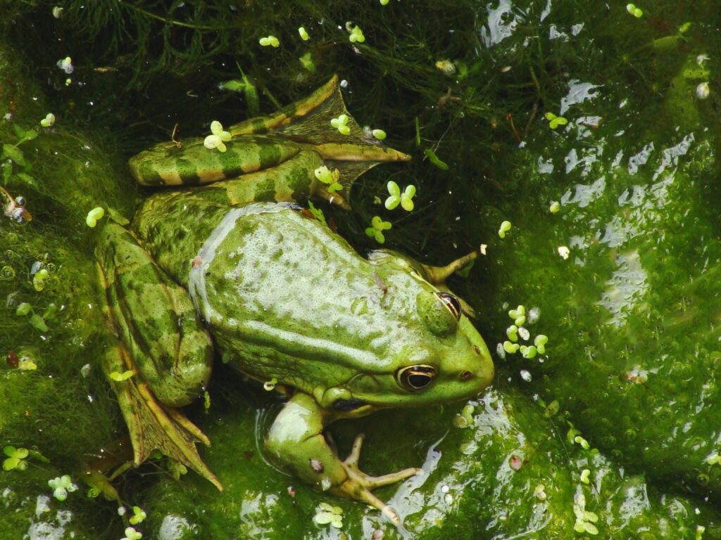 Katak Hijau