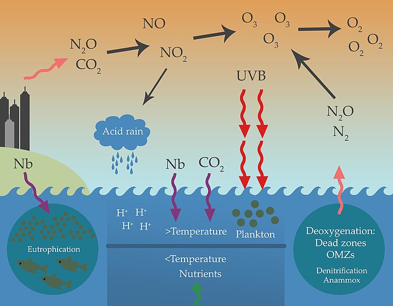  Siklus Nitrogen dalam Ekosistem Laut