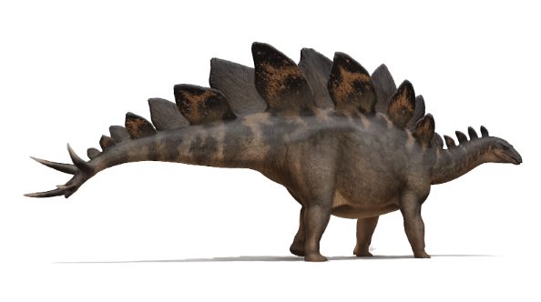 5. Stegosaurus