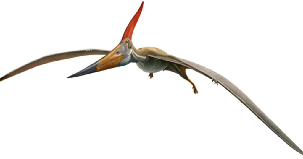 9. Pteranodon