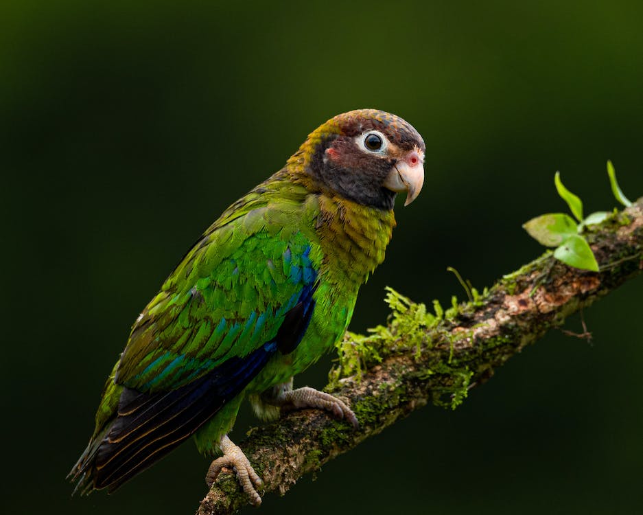 Burung Kakaktua