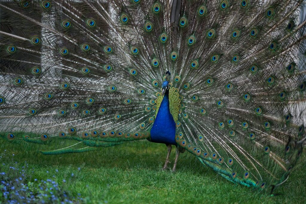 Burung Merak