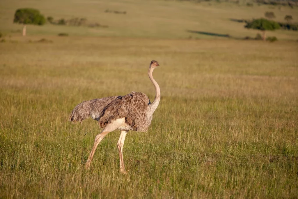 Burung Unta WEBP