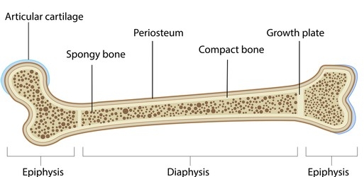 Dimana Letak Lempeng Epifisis