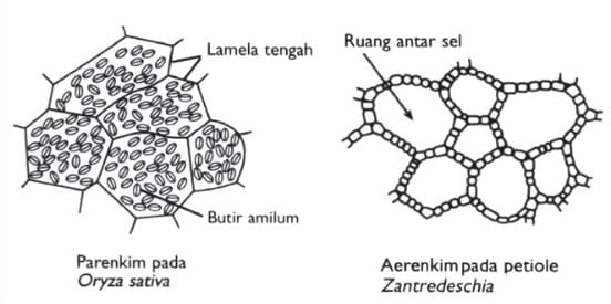 Fungsi Jaringan Parenkim