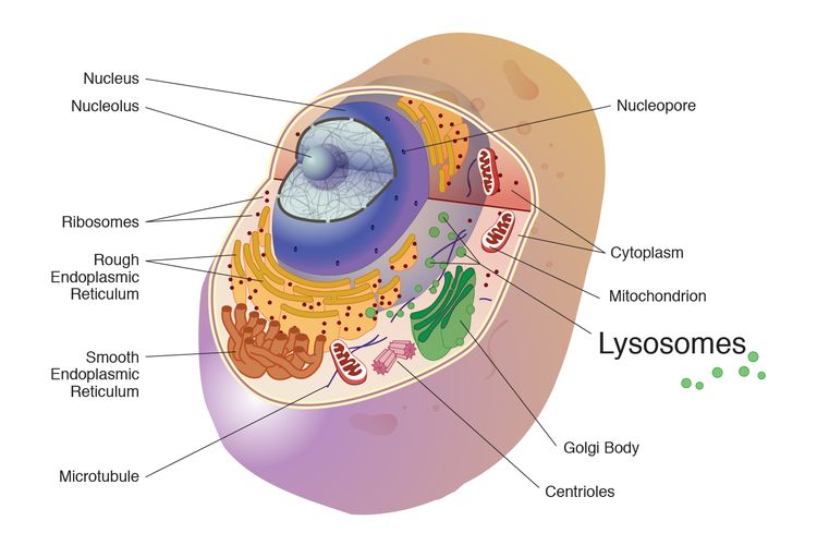 Fungsi Lisosom