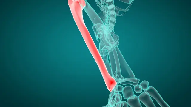 Fungsi Tulang Hasta serta Struktur dan Penjelasannya