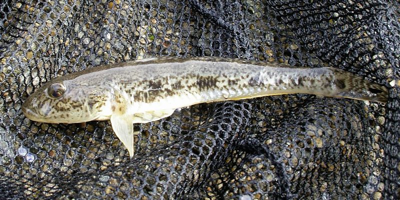 Ikan Gobi Sirip Hitam Acanthogobius Flavimanus