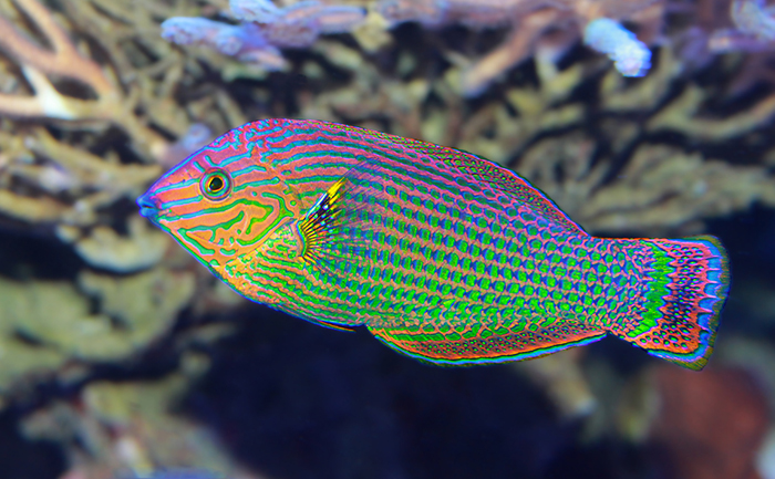 Ikan Wrasse