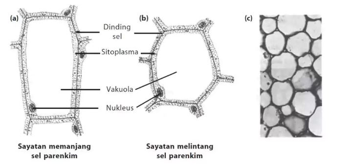 Jaringan Kolenkim 2