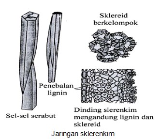 Jenis Jaringan Sklerenkim