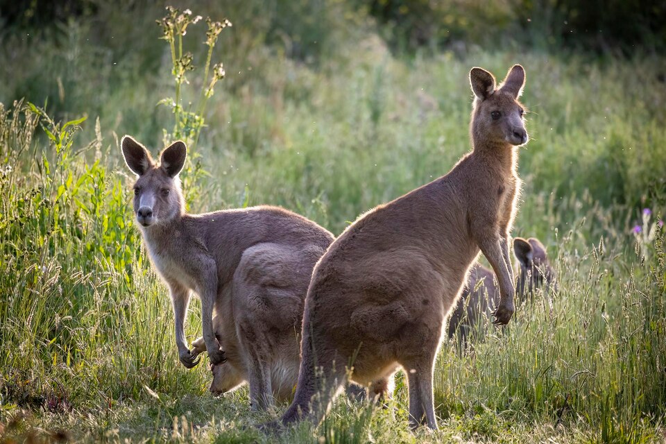 Kanguru