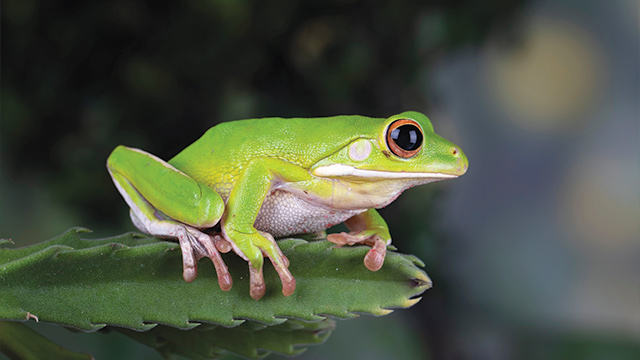 Katak Anura