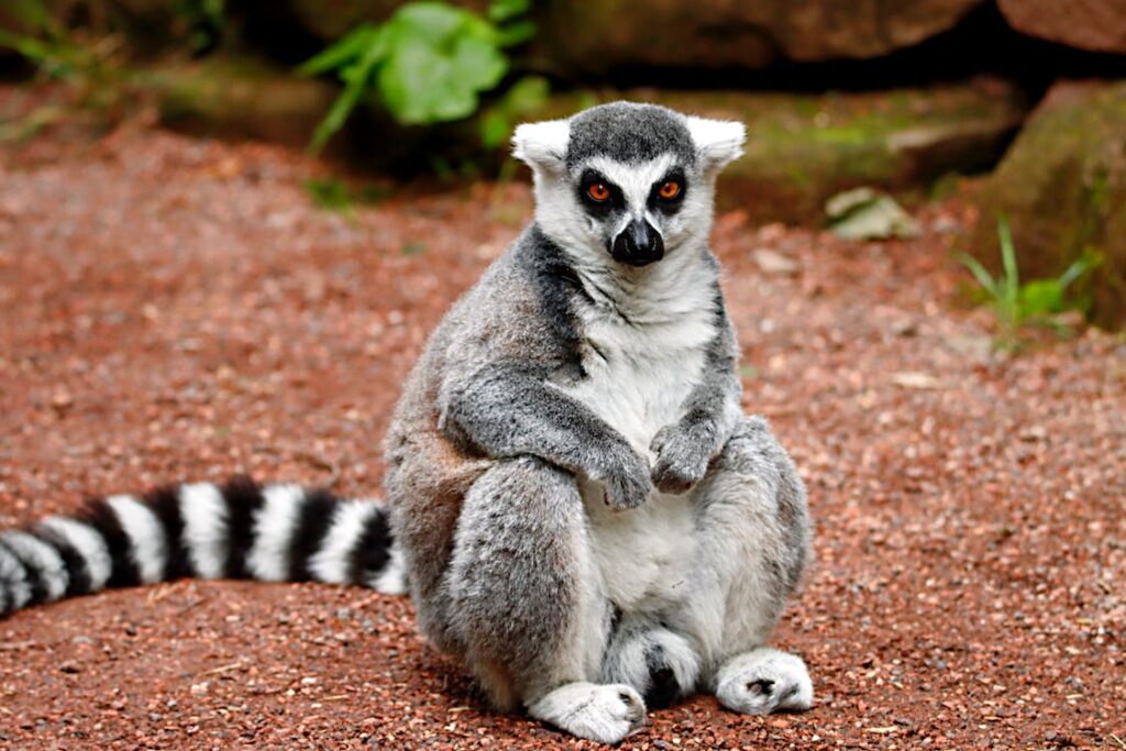 Lemur