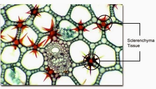 Letak Jaringan Sklerenkim