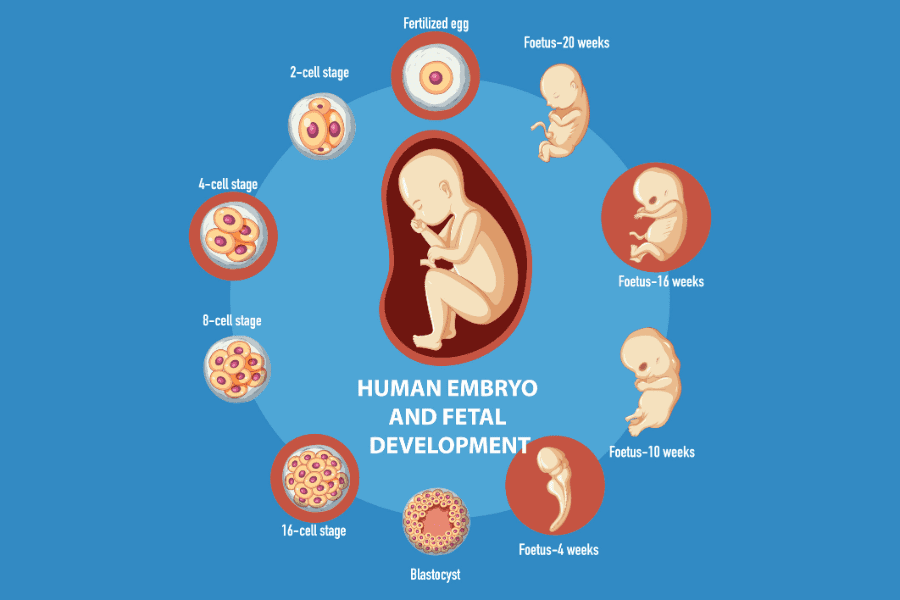 Mengenal Apa Itu Embrio, Ciri-ciri, dan Tahapan Perkembangannya