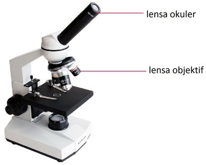 Mikroskop lensa cembung