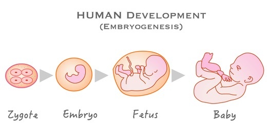 Perbedaan Embrio Zigot dan Bayi