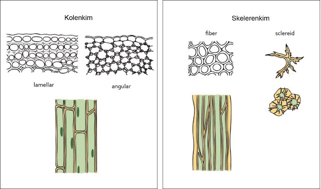 Perbedaan Jaringan Sklerenkim dan Kolenkim