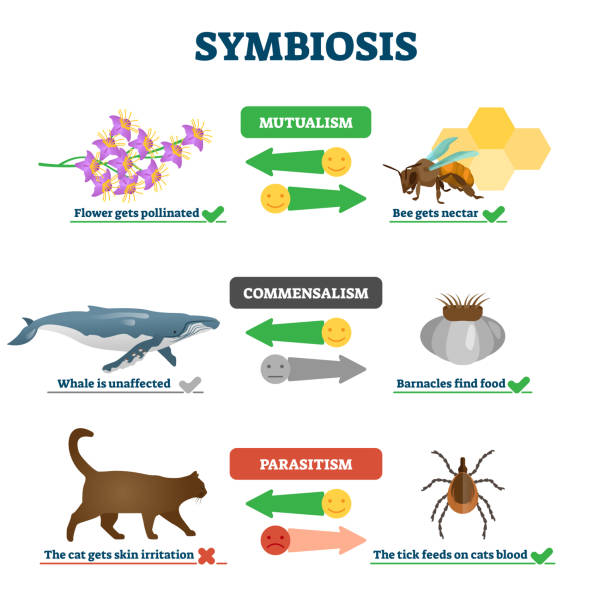 Simbiosis Komensalisme Pengertian, Ciri, dan Contohnya