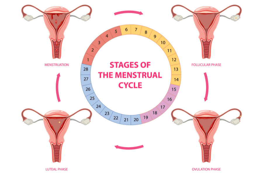 Siklus Menstruasi pada Wanita