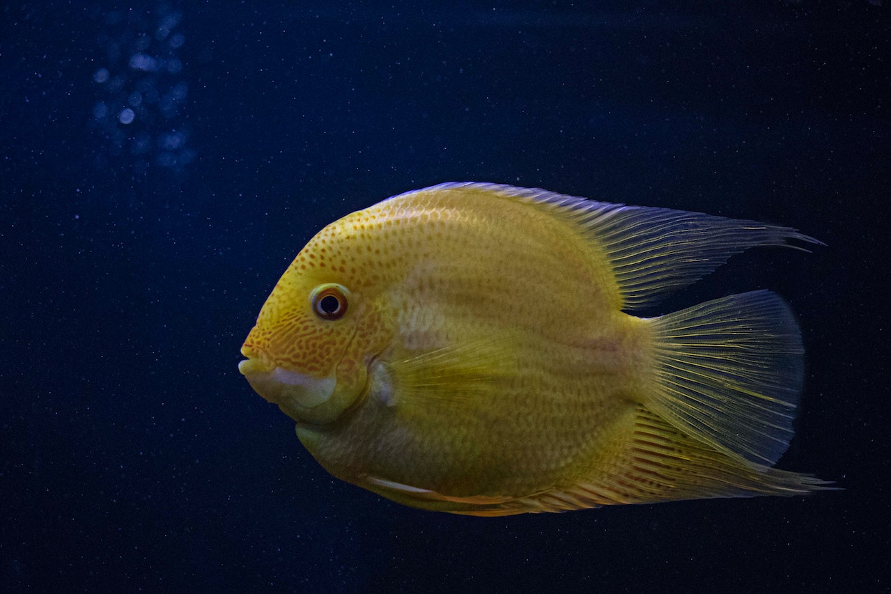 Sistem Pernapasan Ikan Pengertian, Urutan, dan Cara Kerjanya