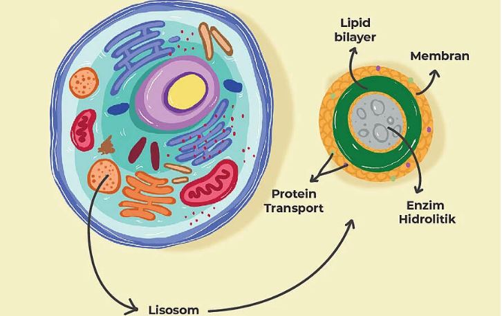 Struktur Lisosom
