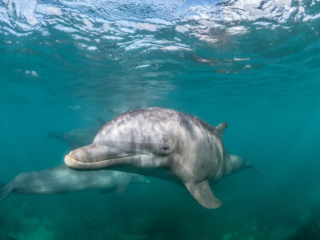 beautiful shot common bottlenose dolphin living his best life sea