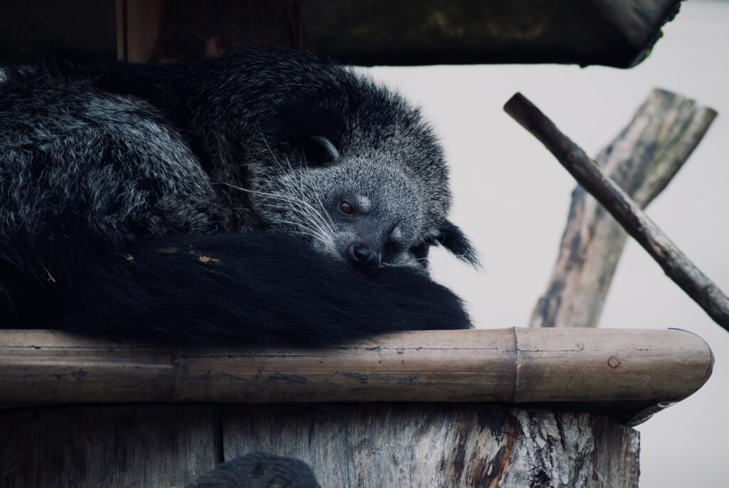 binturong