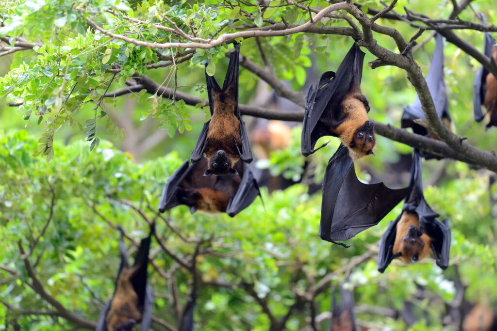 black flying foxes hanging tree