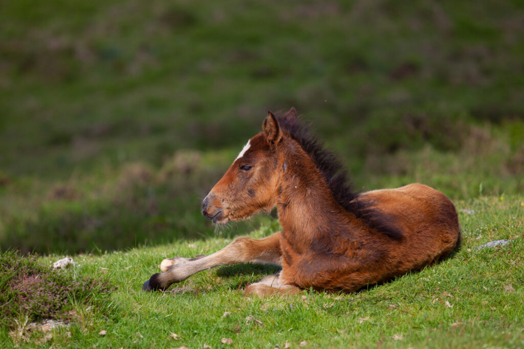 brown foal lying ground surrounded by hills covered greenery with blurry background