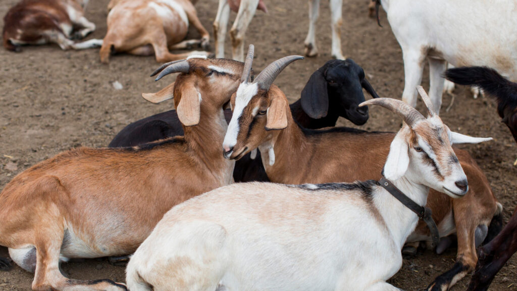 close up goats farm