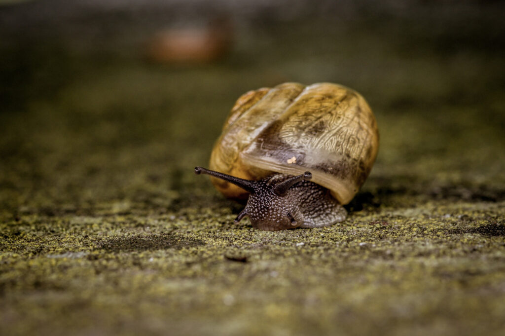 closeup shot large snail is slowly crawling stone