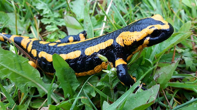 fire salamander 3409009 640