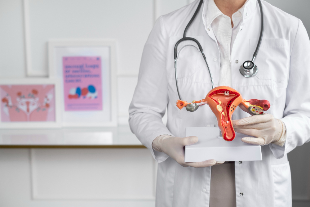 front view doctor holding anatomic model